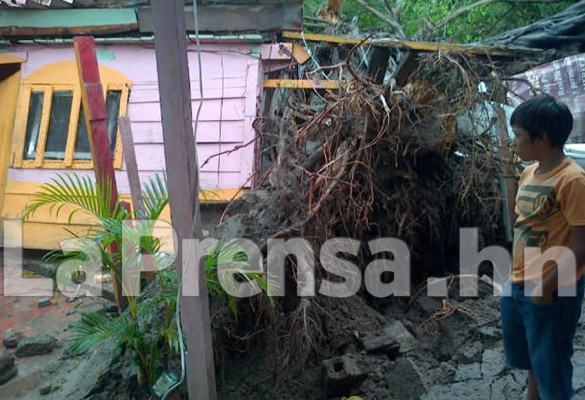 Fuertes vientos dejan árboles caídos en La Ceiba