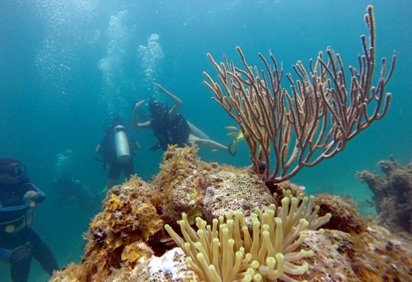 Pesca no regulada amenaza el arrecife mesoamericano