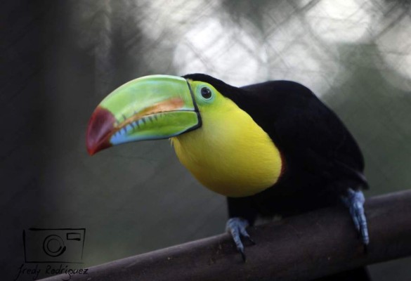 El Rosy Walther, un zoológico que encanta a los capitalinos