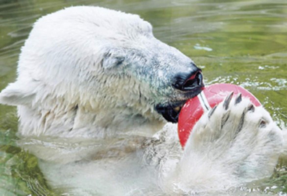 Frescura polar