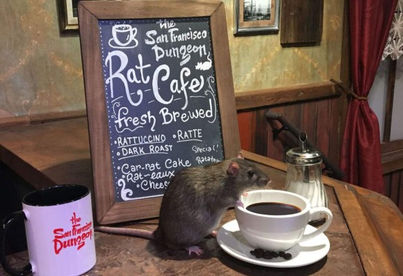 Abre en San Francisco un restaurante con ratas