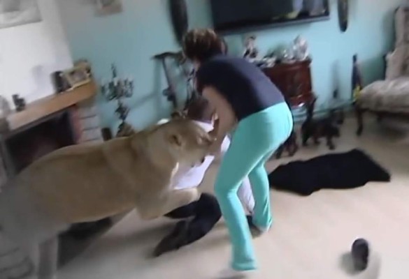 Video: 'Leona domesticada' ataca a un hombre dentro de una casa