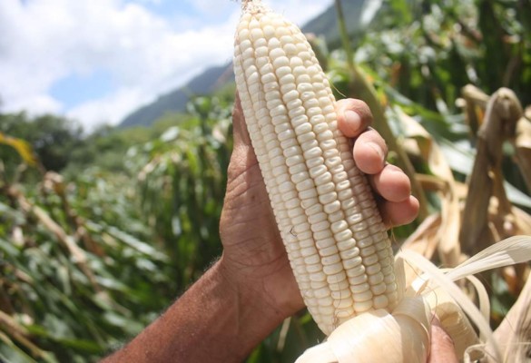 Honduras: en riesgo 3 millones de quintales de maíz en cosecha de Olancho