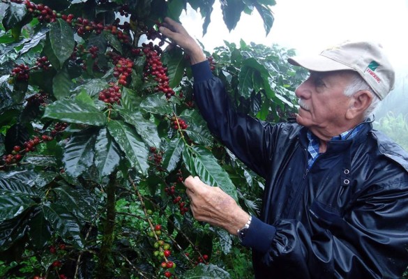Gobierno de Honduras financiará a productores de café