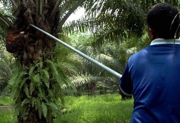 Palmeros piden estudios para proteger cultivos del Aguán