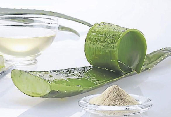 Aloe vera, el secreto de la eterna juventud