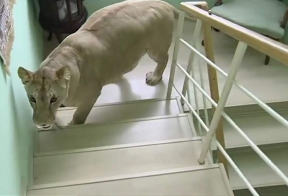 Video: 'Leona domesticada' ataca a un hombre dentro de una casa