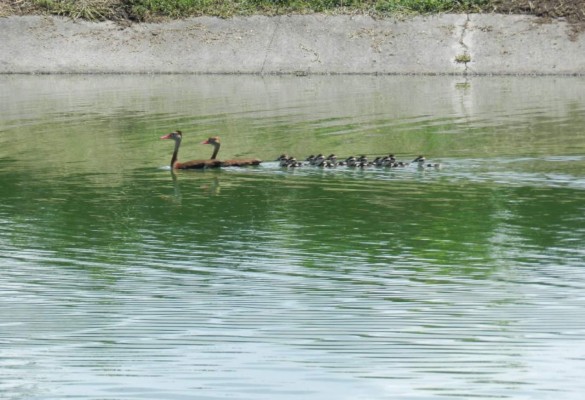 Con lagunas de oxidación previenen contaminación en Choloma