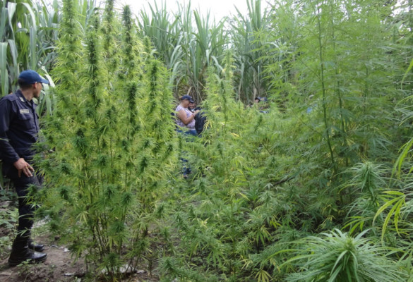 Detienen a hondureño y colombiano en plantación de amapola en Lempira