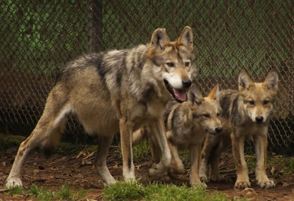 Nacen dos lobos en zoológico mexicano tras exitosa inseminación artificial