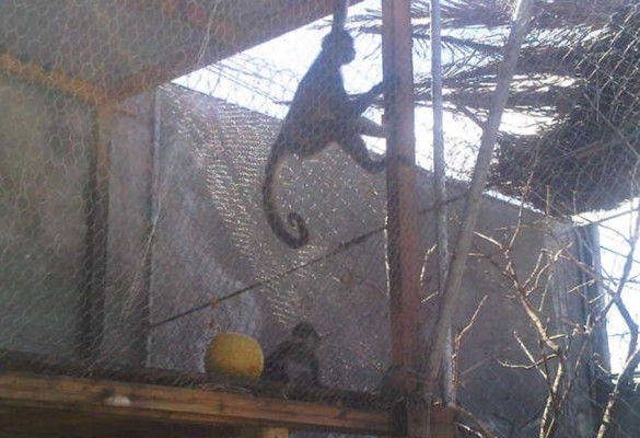 Siete detenidos en allanamientos en el norte de Honduras