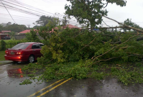 Fuertes vientos dejan árboles caídos en La Ceiba