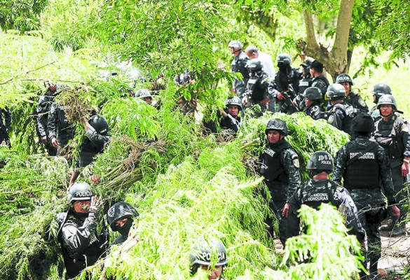 Decomisan 3,500 plantas de marihuana en Honduras