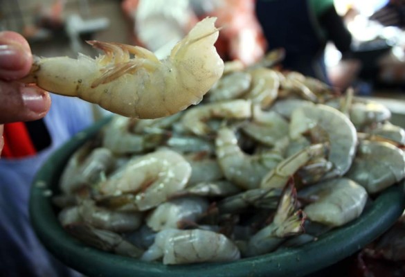 Aumenta el canon para la camaronicultura en Honduras