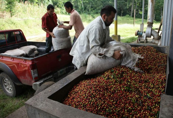 Comercio cafetero de Honduras esperan repunte de 70% para cosecha 2014-15