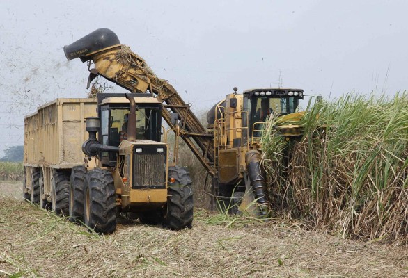 Cambio climático deja pérdidas de 600,000 quintales de azúcar