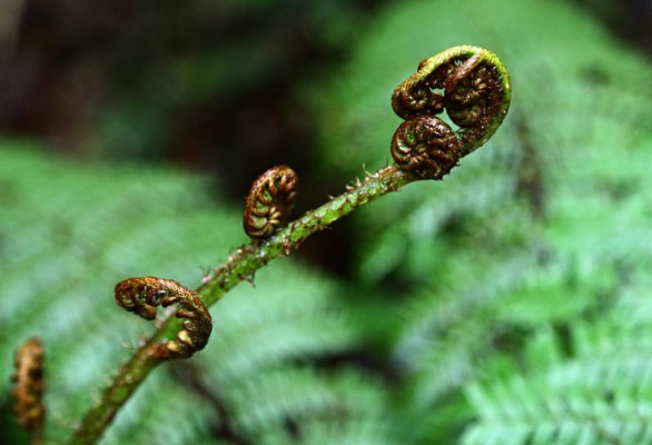 Un bosque de vida silvestre para recorrer y disfrutar