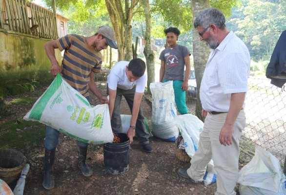 Corte de café comienza a dinamizar la economía