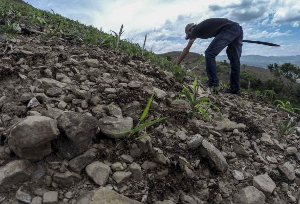 Sequía en Honduras arrasa con el 60% de los cultivos del occidente