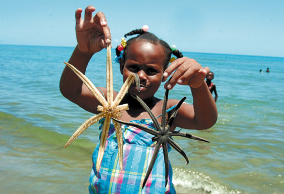 Masiva pesca de jureles en aldea de Corozal