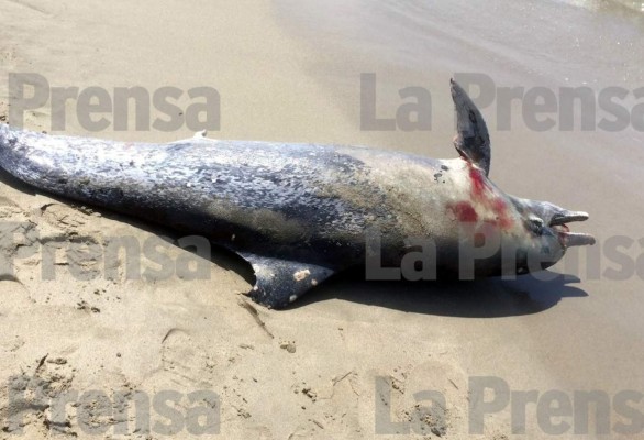 Encuentran muerto un delfín en las playas de Tornabé