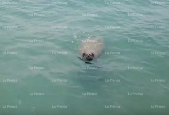 Presencia de manatís atraerá más turistas a Tela, aseguran expertos