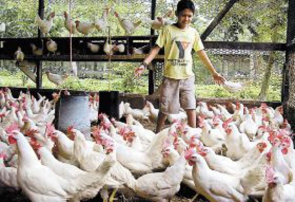 Estados Unidos evaluará las granjas hondureñas