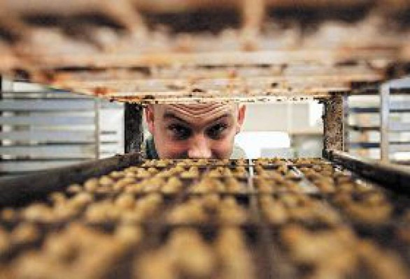 Venezuela, cuna del mejor cacao