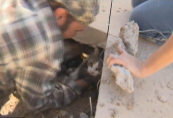 El rescate de una gatita conmueve las redes