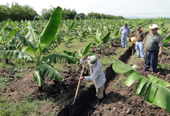 Temen que represa afecte riego de cultivos en Santa Rita, Yoro