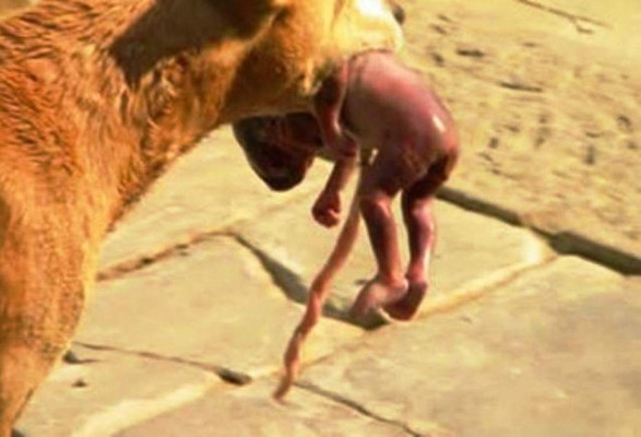 Perra salva de morir a bebé recién nacida