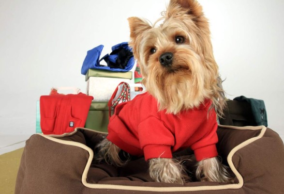 ¿Amo sedentario? Mascota en riesgo