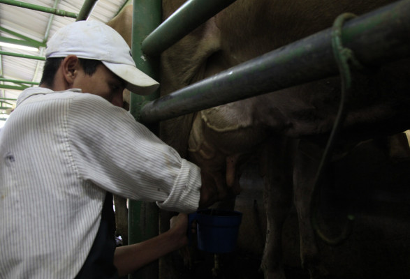 Hoy discutirán incremento al precio del litro de leche