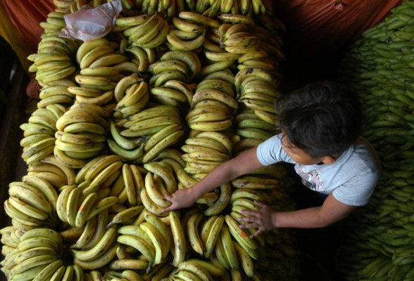 Costa Rica declara emergencia por plaga en bananeras