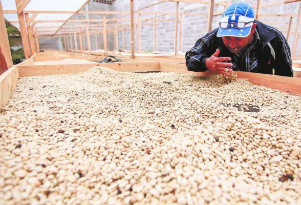 Exportación de cafés especiales baja por la pandemia del COVID-19