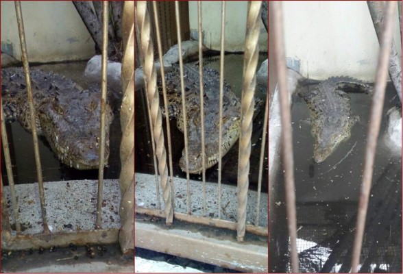 Cocodrilo, aves exóticas y venados hallan en casa de lujo en San Pedro Sula