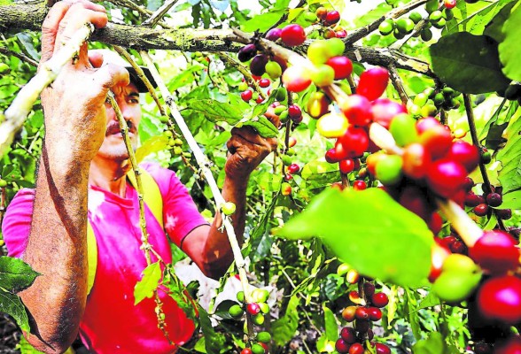 'El café tendrá otra vez su primer lugar en exportación”