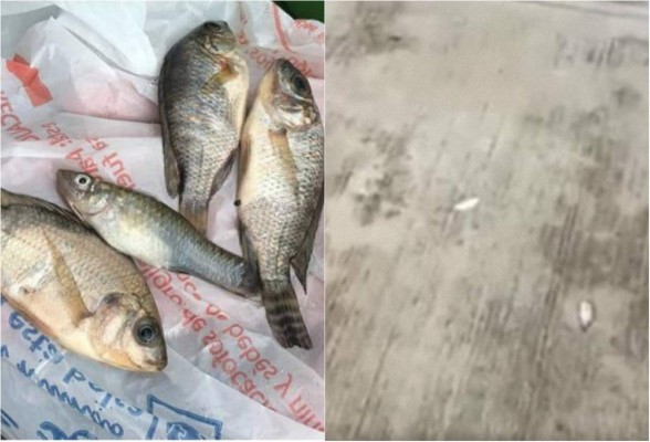 Video: Lluvia de peces sorprendió a una localidad en México