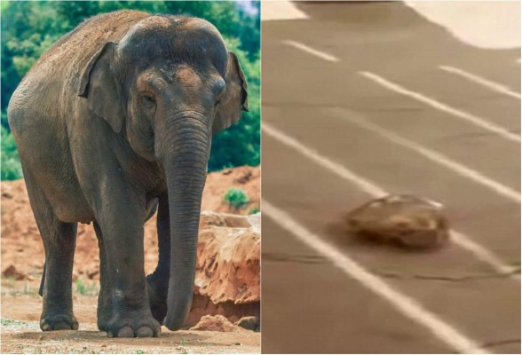 Un elefante mató a niña de 7 años en un zoológico