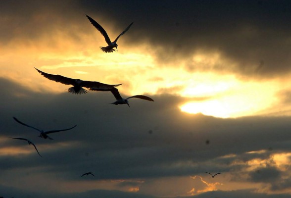 20 fotos de La Ceiba y sus bellezas