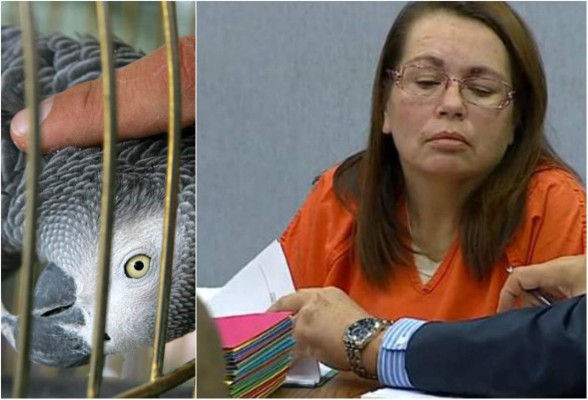 Testimonio de loro podría resolver crimen en Estados Unidos   