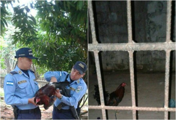 Hondureños se amenazan a muerte por un gallo