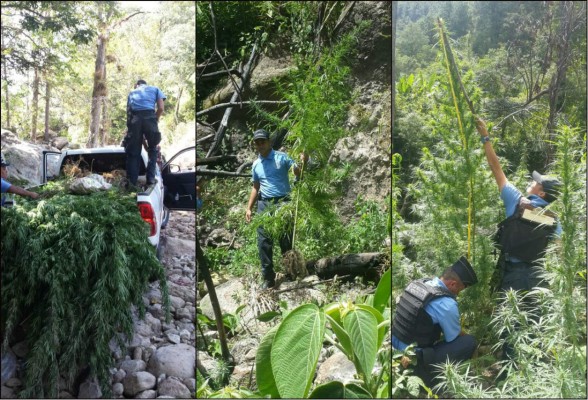 Desmantelan 300 plantas de marihuana en Lempira