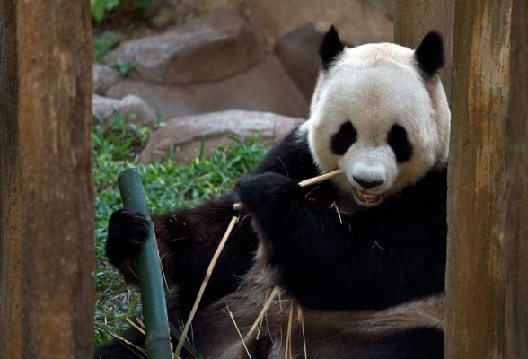 Pareja de pandas celebra las relaciones de China con Malasia