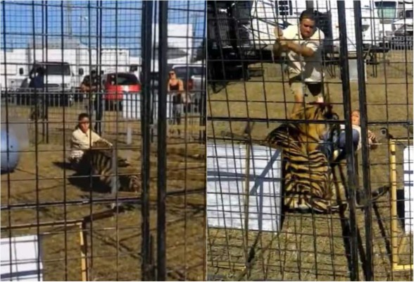 Tigre ataca a domadora frente a un grupo de niños en la Florida