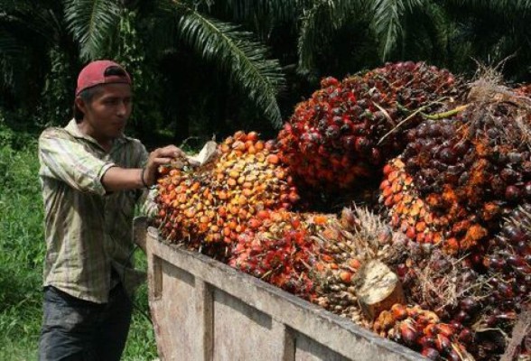 Exportación de aceite de palma se derrumba en 30.5%