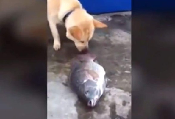 Video: Perro intenta revivir a peces rociándole agua