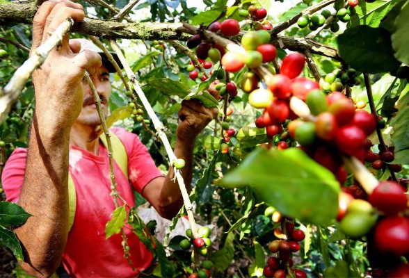 Cafetaleros se diversifican para mejorar ingresos