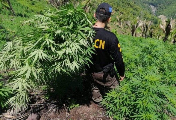 Erradican plantación de marihuana en las montañas de Tocoa