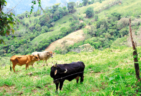 Mico Quemado agoniza entre silencio e indiferencia